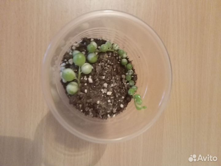 Крестовник Роули вариегатный