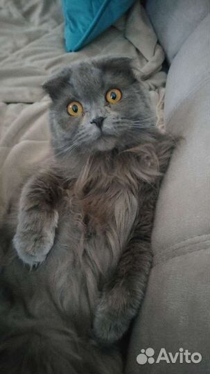 Британская пушочка