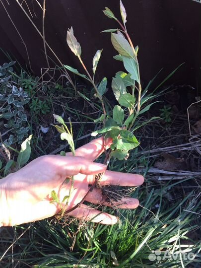 Каприфоль отростки укоренённые