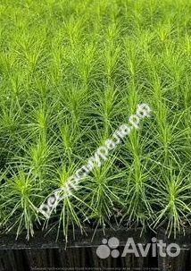 Сеянцы сосна обыкновенная ель сибирская зкс