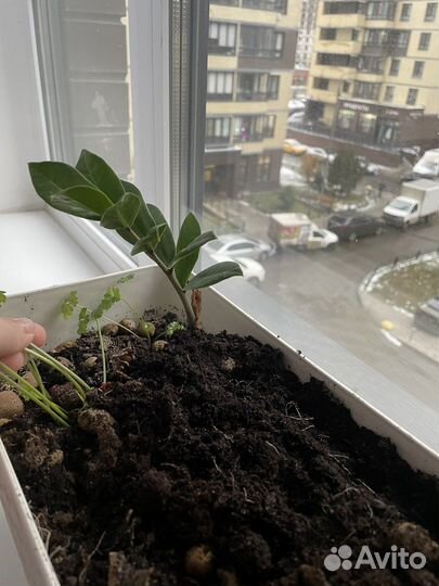 Замиокулькас