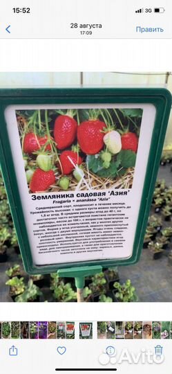 Рассада клубники