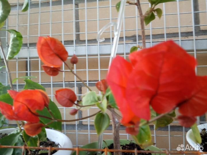 Бугенвиллия