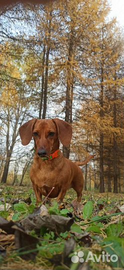 Выгул собак