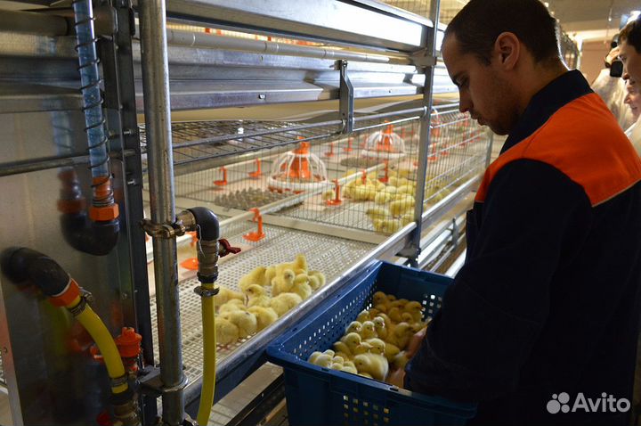 Птицевод на птицефабрику - вахта в Челябинской обл