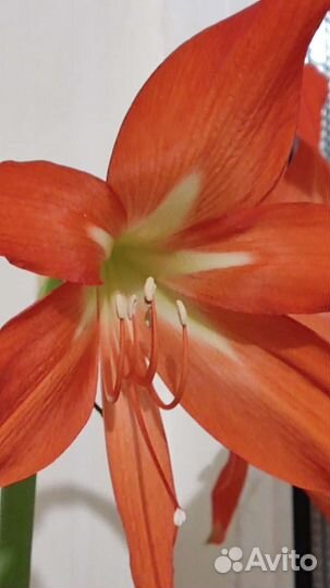 Гипераструм Аморализ