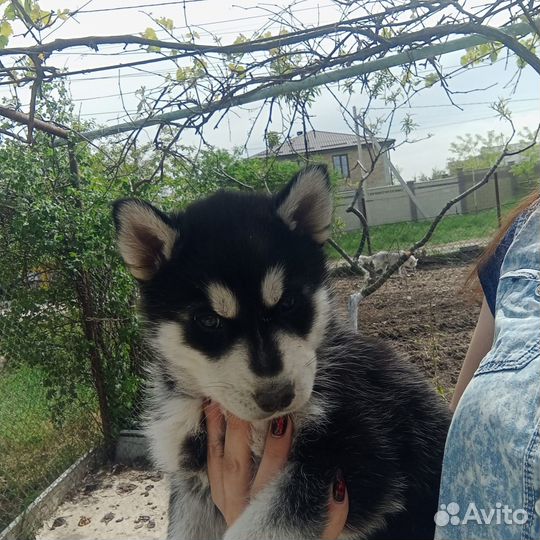 Щенки хаски