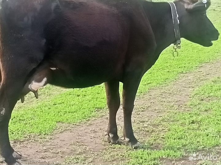 2 коровы,цена указана за одну