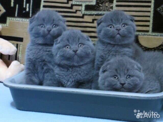 Вислоухие котята