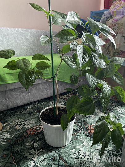 Гибискус китайская роза