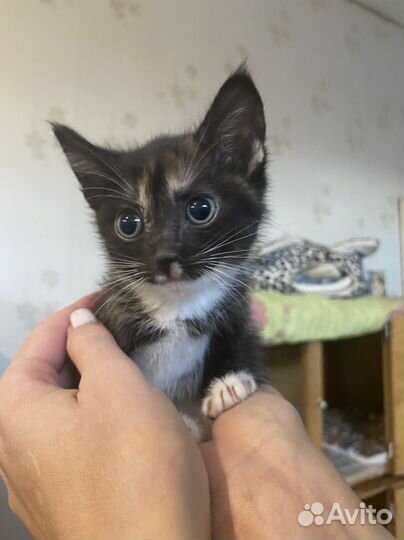 Котенок в приюте