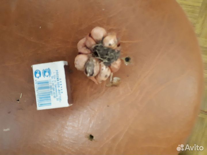 Лук семейный