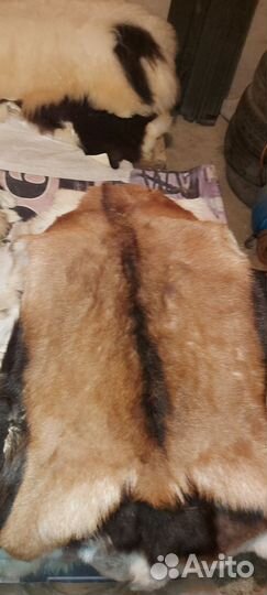 Шкура горного козло