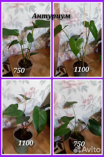 Глоксиния, антуриумы, разные цветы