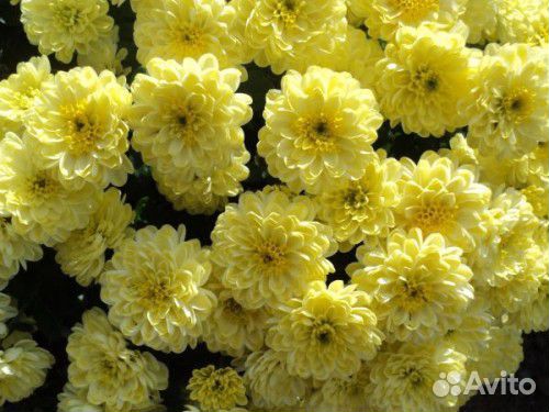 Хризантема мультифлора и корейская