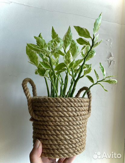 Педилантус