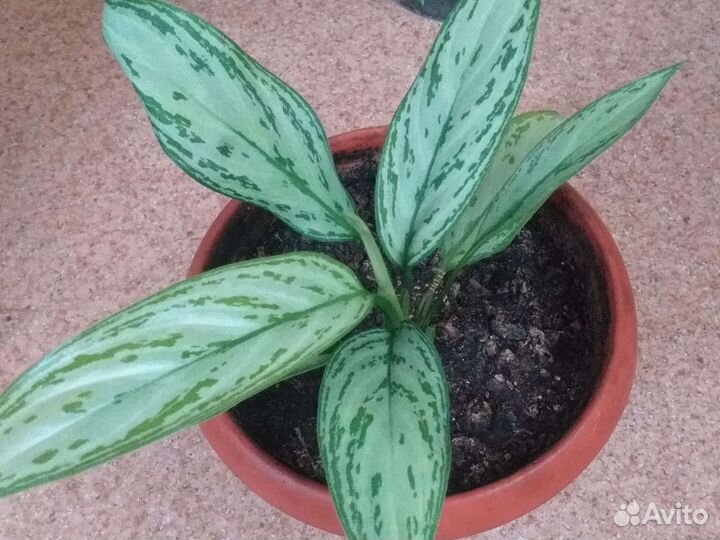 Дифенбафия и Аглоанема