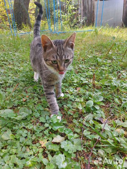 Кошки бесплатно