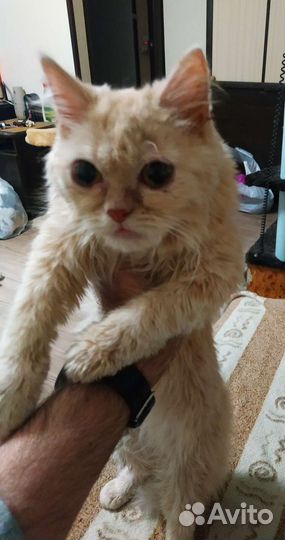 Кошка в дар бесплатно