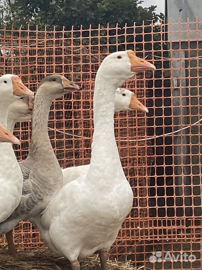 Холмогорские гуси