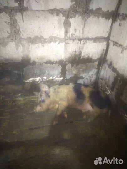 Хряк на на племя