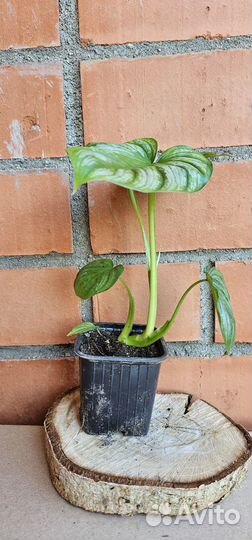 Филодендрон мамей