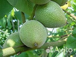 Маньчжурский орех, саженцы, выросли в Ленобласти