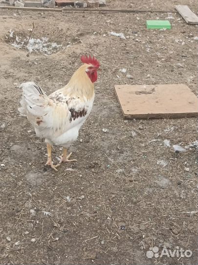 Птица живым весом, гуси, индюки,утки, петухи