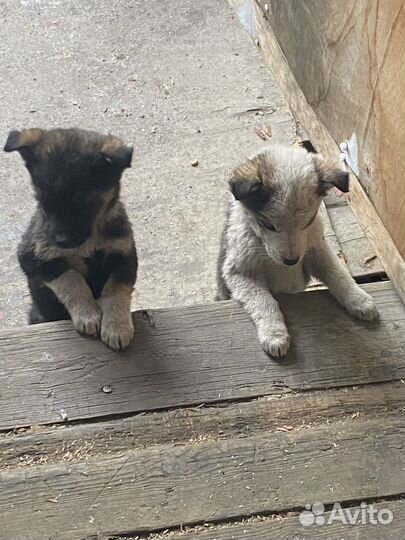 Щенки