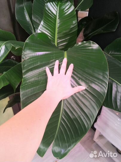 Стрелиция Николая 5 в 1 27/160