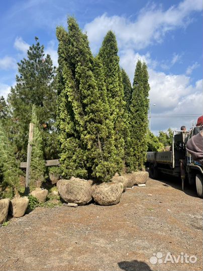 Туя 6 метров