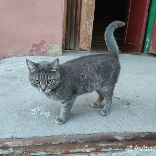 Кошка молодая