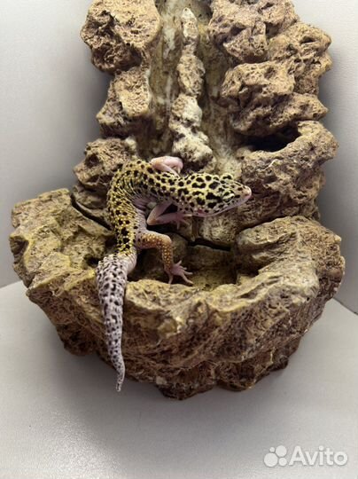 Самка эублефара 2022 г