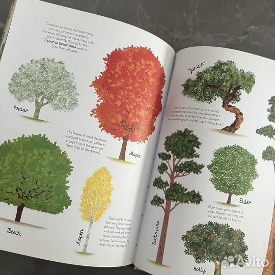 Usborne Woodland Book