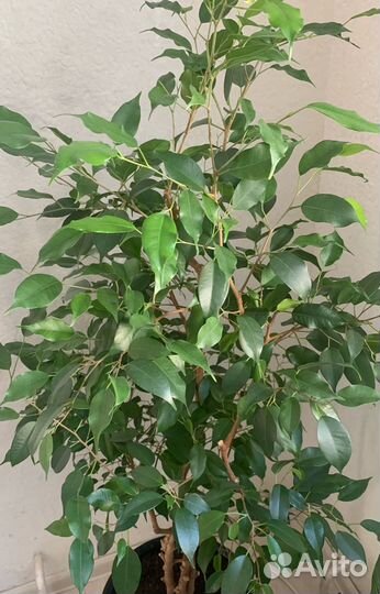 Фикус Бенджамина