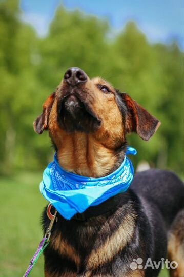 Собака ищет дом