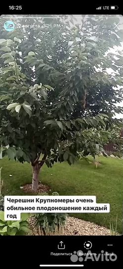 Элитные сорта груши