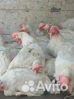 Куры несушки Хайсэкс Уайт (Белые ) Доставка