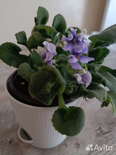 Сортовая фиалка ск Вьюнок.Полуминиатюра