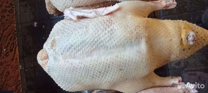 Свежие распотрашенные домашние утки