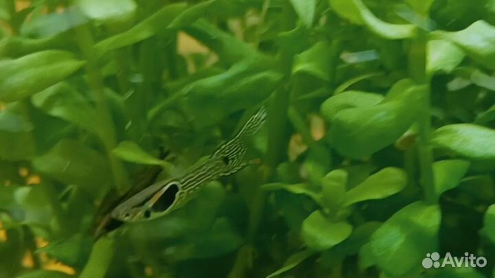 Гуппи эндлера