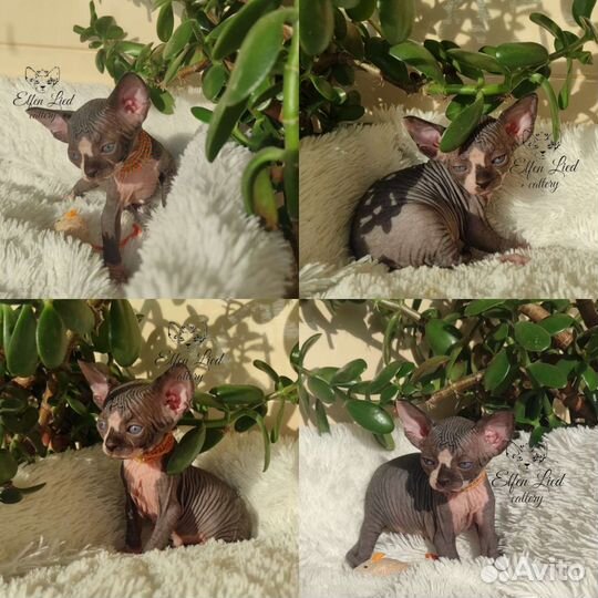 Канадский сфинкс котенок