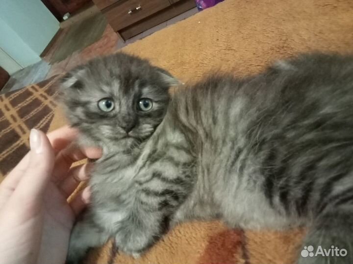 Котята в добрые руки бесплатно