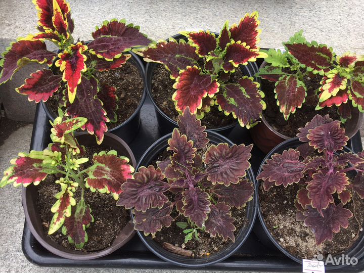 Растения для дома исада