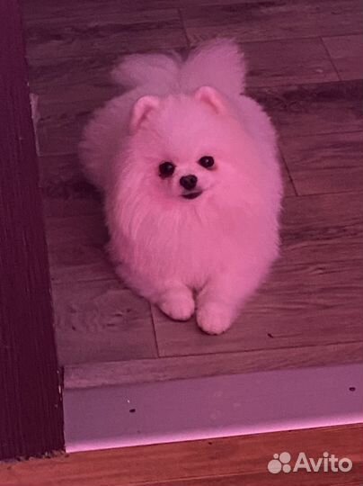 Померанский шпиц вязка