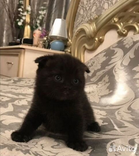 Домашние животные кошки