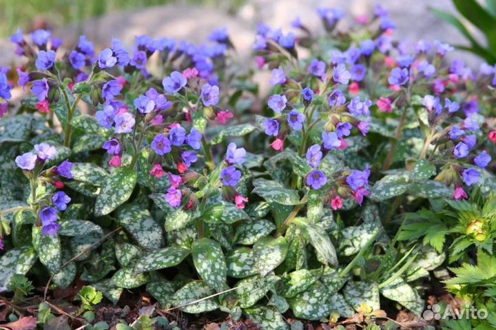 Медуница и традесканция садовая