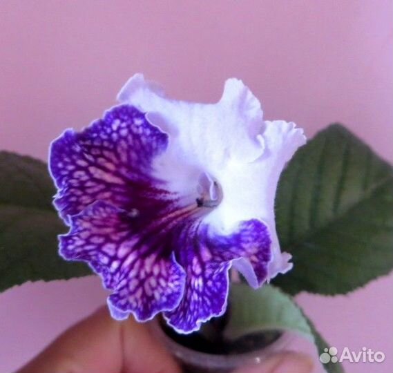 Сортовые махровые глоксинии, стрептокарпусы