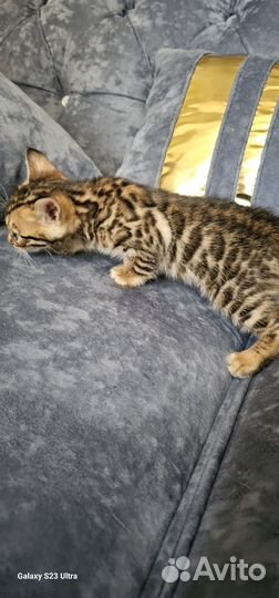 Бенгальская леопардовая кошка