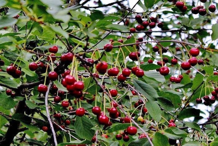 Саженцы вишня,смородина,крыжовник,и т.д